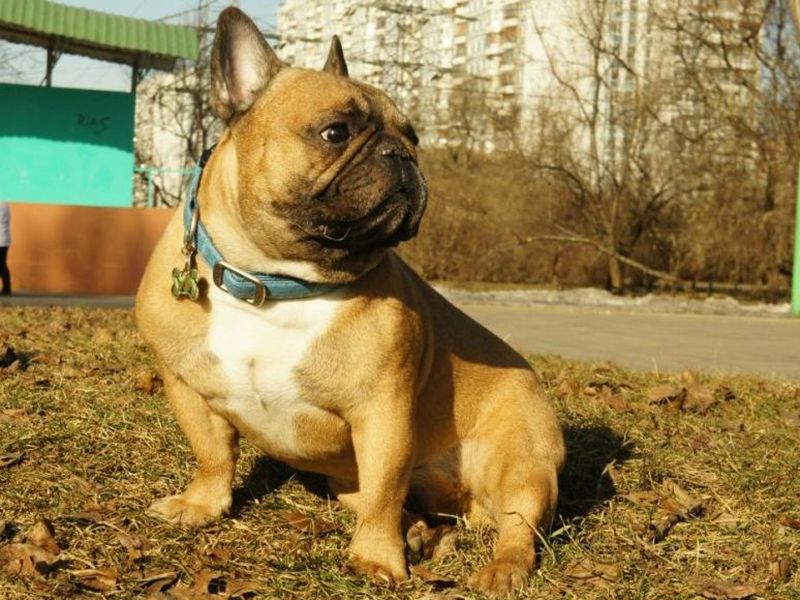 ������������ ������ ���������� ������������� �������� ��������