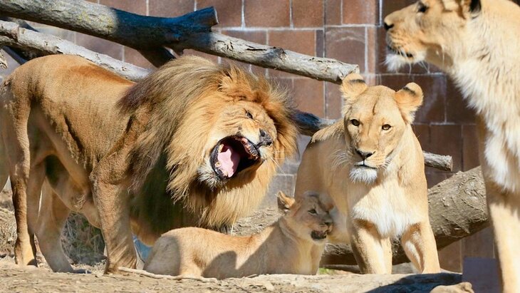 ��� ���� ����� ������� �������� �������� �����������