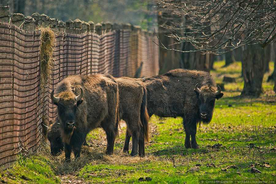 ������� ����� �536 �������� ��������-��������� ����������