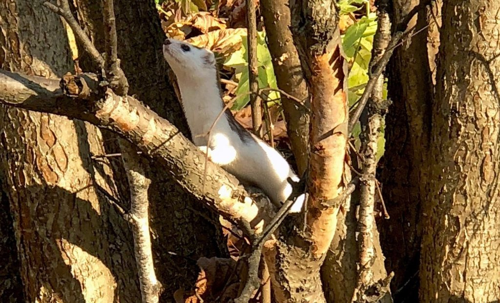 ������������� ����� �������� � ���������� ����