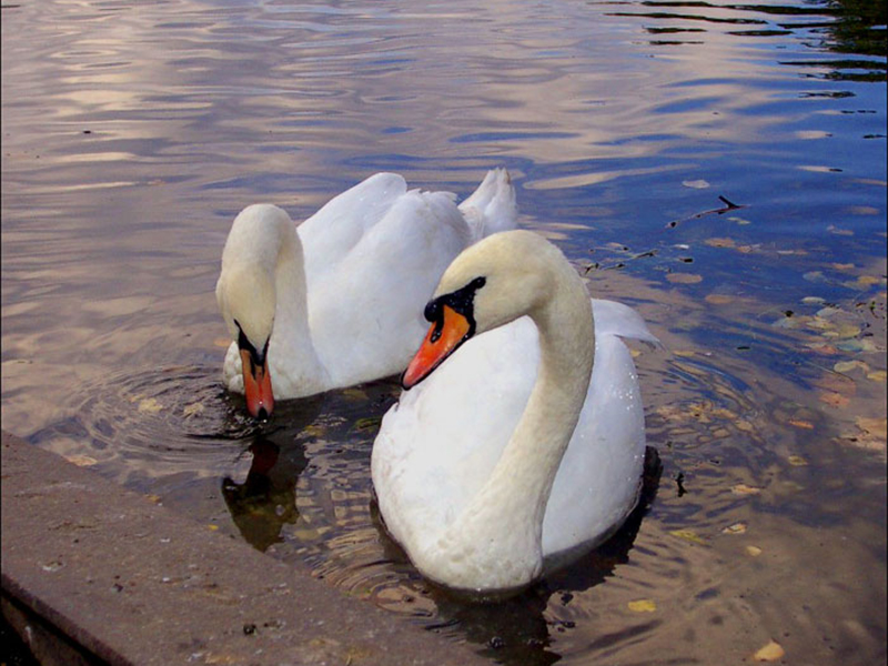 �� ���������� ������ ������ ���� �������