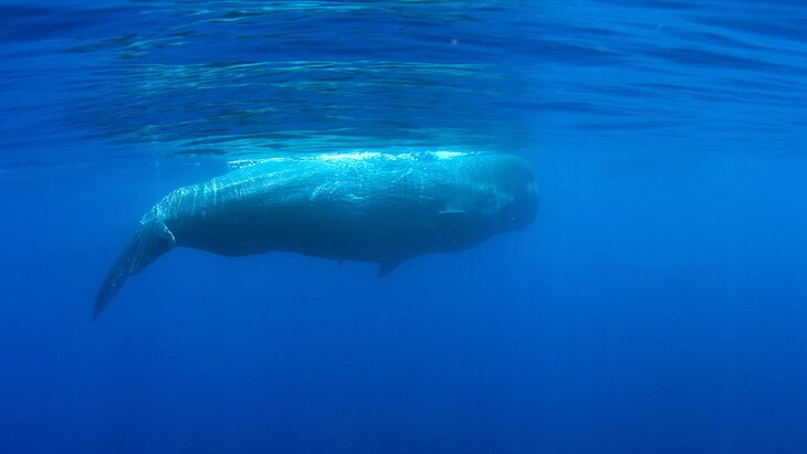 ������ �������� ����������� �� ����� �� ������ �����