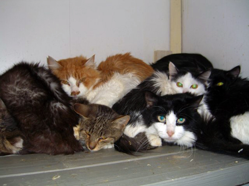 ������������ ������������ ������� ������� � ����������������� ����� ��� ������ �������