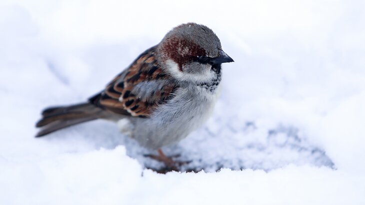 ����� 45 ��������� �������� ������� � ������