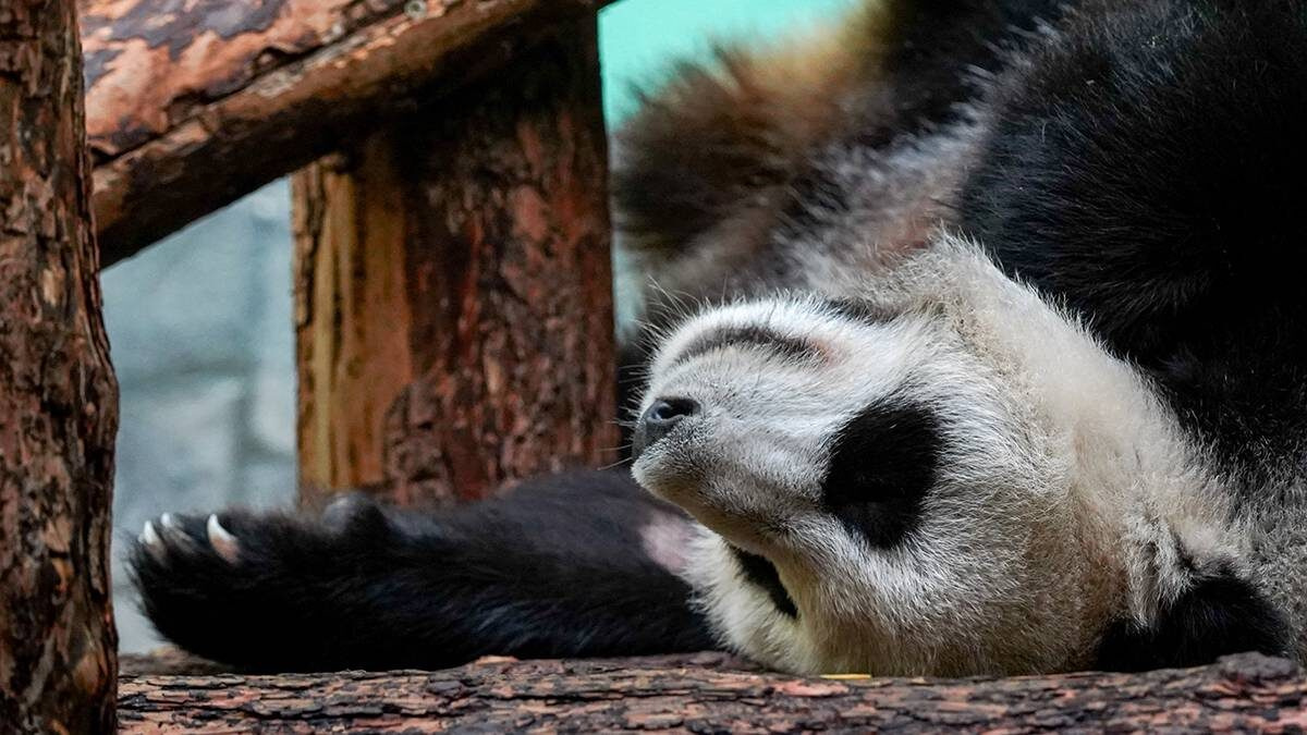 � ���������� �������� ������� ���-5 �������, ��� ������� ���������� � ���������