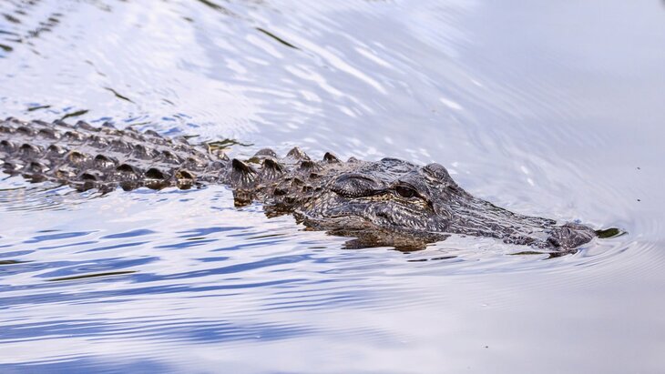 ������� ������� � ������� ������� ������������ ����������� � ���