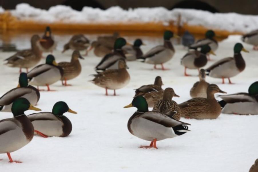 ������� ���� ���������� �������������� � ������� �������� �����������