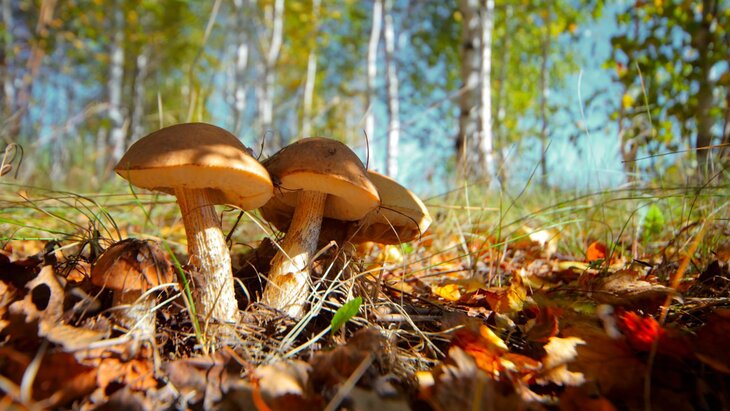 ������ ������� � ������������� ��������� � ������������ �����