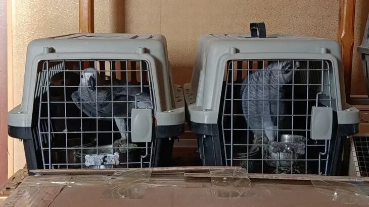 ����������� � ������������ ������� ������ ����� 100 ������������ ���� �� �����������