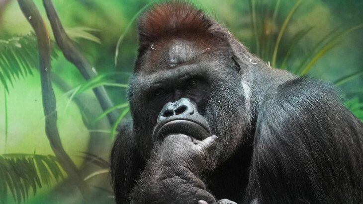 ������� �� ������-���������� ����������� �������� ����� ������� ����� ���������