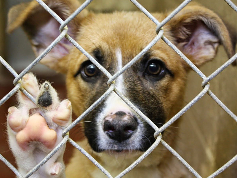 ����������� ������ ��������, ������ �� �������, ���������� � �������