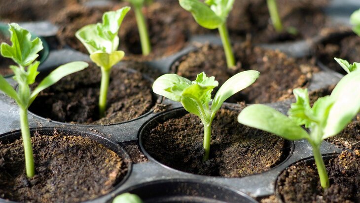 � ���� � ��������� ���������� ��������, ��������� "������"