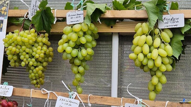 �������� ��������� ������� � "����������� �������" 14 ��������