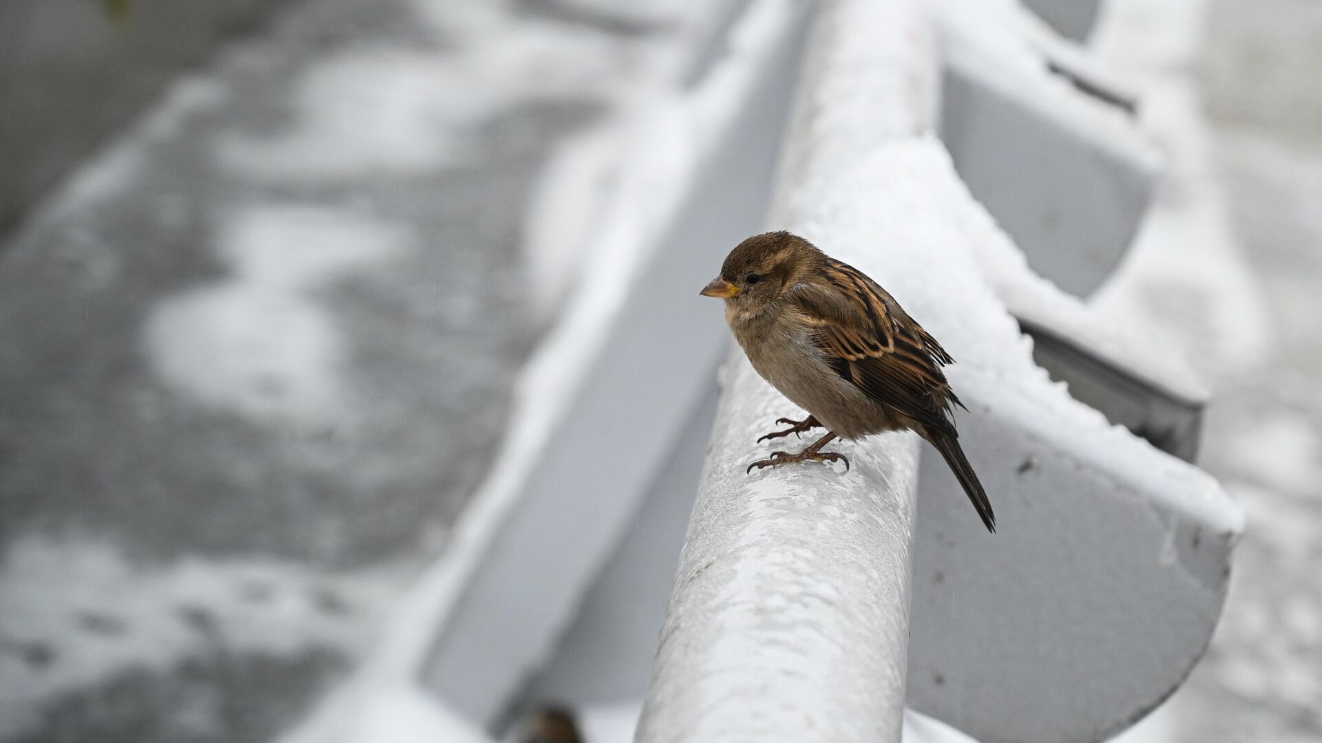 ��������� ������������ �� ����� ������ �����