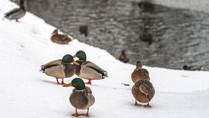 ����������� ������� � ������� �������� ���� � ��������