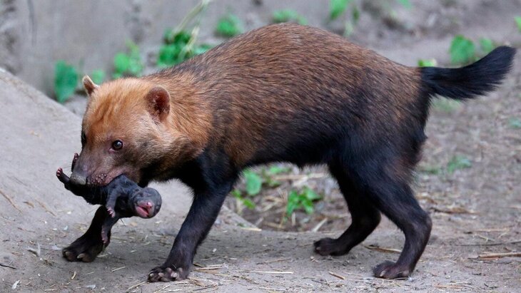 ������� ������������� ������ ������� � ���������� ��������