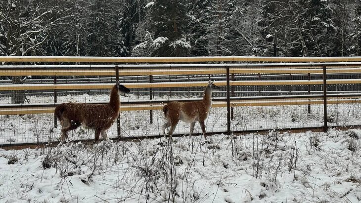 ��� ���� ���������� � "������� �������"