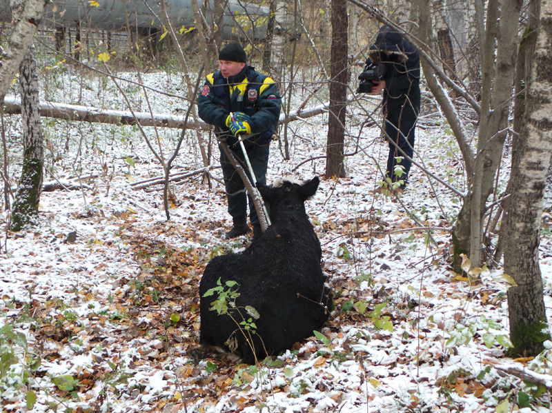 � ������ ������ �������� ����