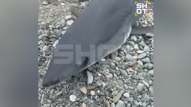 ������ ������� ����� � ������ ������� �������� � ��������