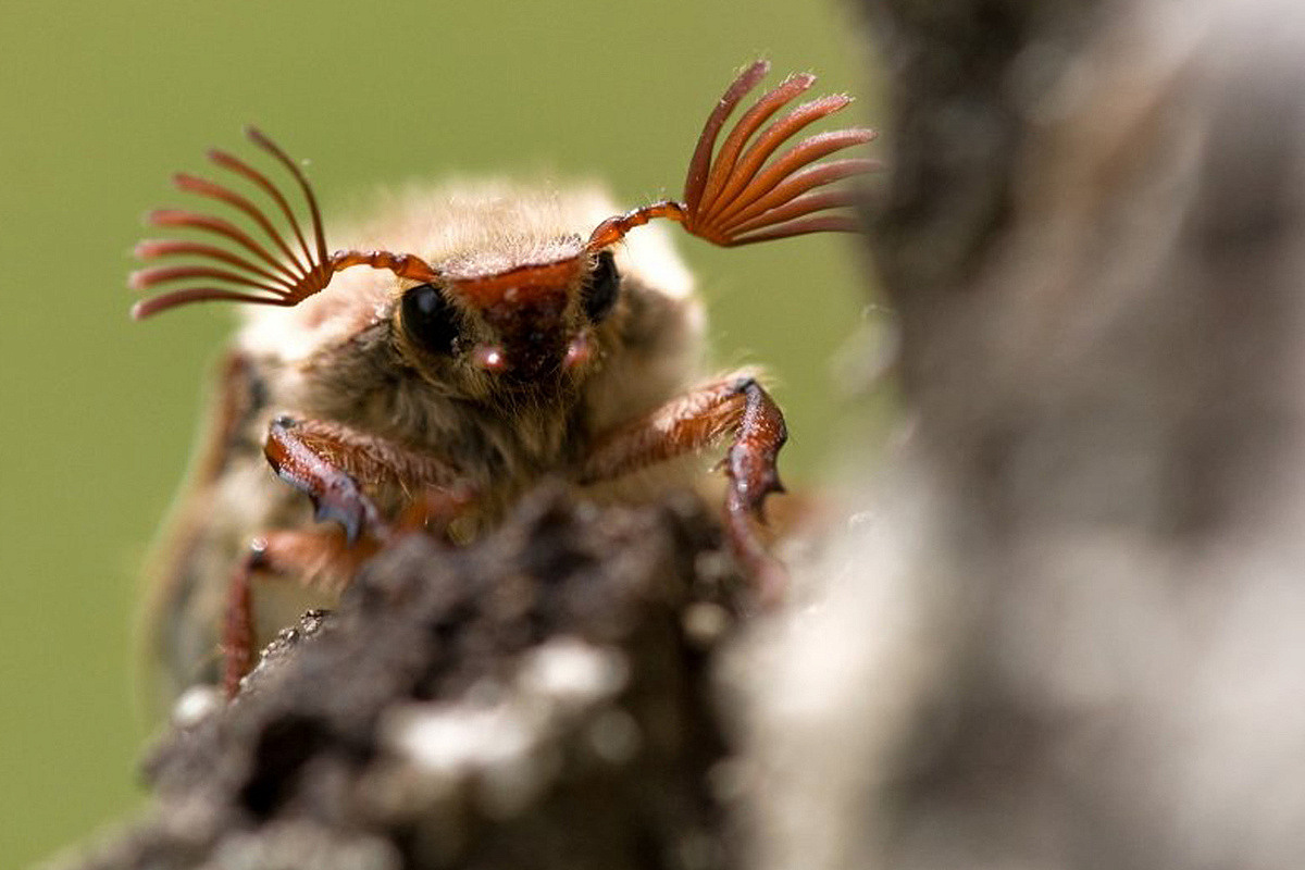Дарвиновский музей впервые покажет свою коллекцию жуков