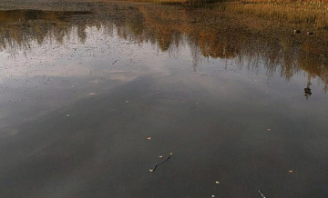 Собачий пруд восстанавливают в Битцевском лесу
