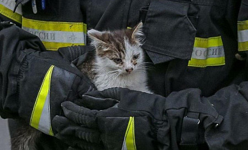 В ЮЗАО спасатели вытащили застрявшую кошку